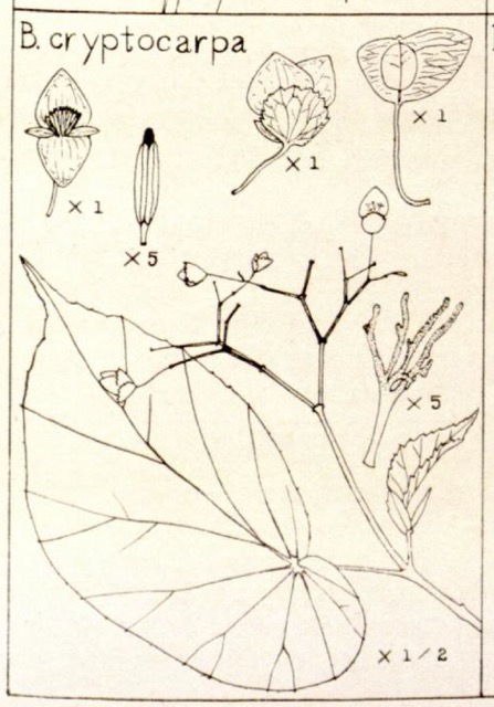 B. cryptocarpa